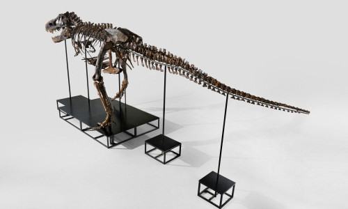 Entire T. rex skeleton sells for $6.2 million (USD) as only third of its kind to ever go up for auction