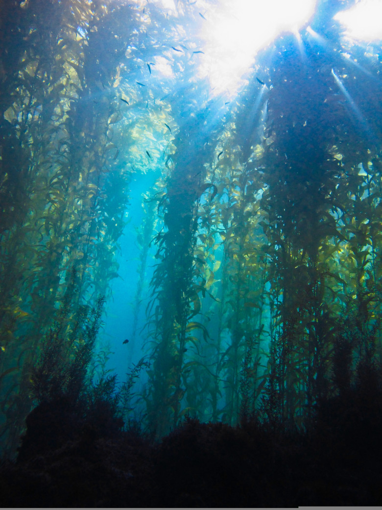An,Undersea,Forest