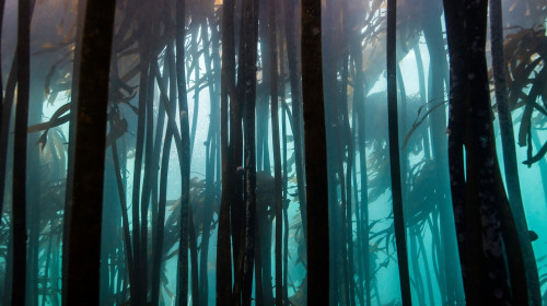 Kelp,Forest,Underwater,In,False,Bay,,Cape,Town,With,Dark