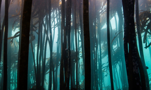 Kelp,Forest,Underwater,In,False,Bay,,Cape,Town,With,Dark