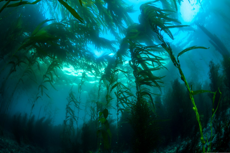 A,Wide,Perspective,Of,A,Classic,California,Kelp,Forest,Showing