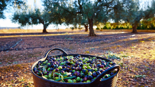 Olives,Harvest,Picking,In,Farmer,Basket,At,Mediterranean