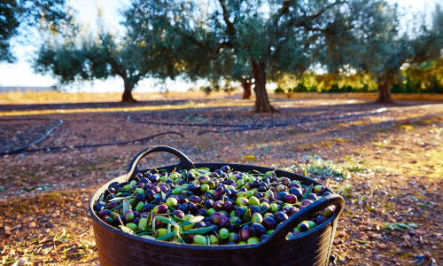 Olives,Harvest,Picking,In,Farmer,Basket,At,Mediterranean