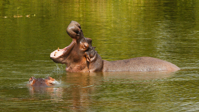 Pack,Of,Hippopotamus,In,Colombia