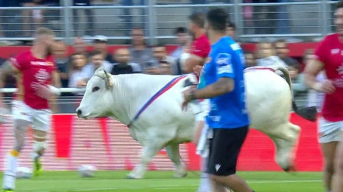 Momentul când un taur a intrat pe teren înaintea unui meci de rugby în XIII/ Captură video