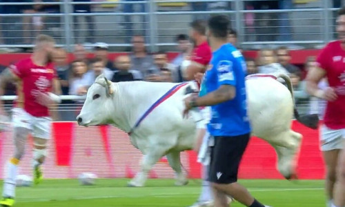 Momentul când un taur a intrat pe teren înaintea unui meci de rugby în XIII/ Captură video