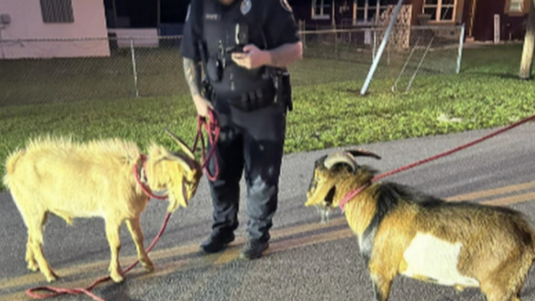 Ofițerii dintr-un oraș din Florida, chemați printr-un apel de urgență să despartă două capre/ Facebook