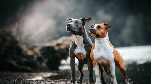 Doi câini din rasa Amstaff, capturați de ASPA din Sectorul 1/ Shutterstock