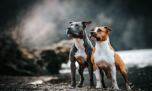 Doi câini din rasa Amstaff, capturați de ASPA din Sectorul 1/ Shutterstock