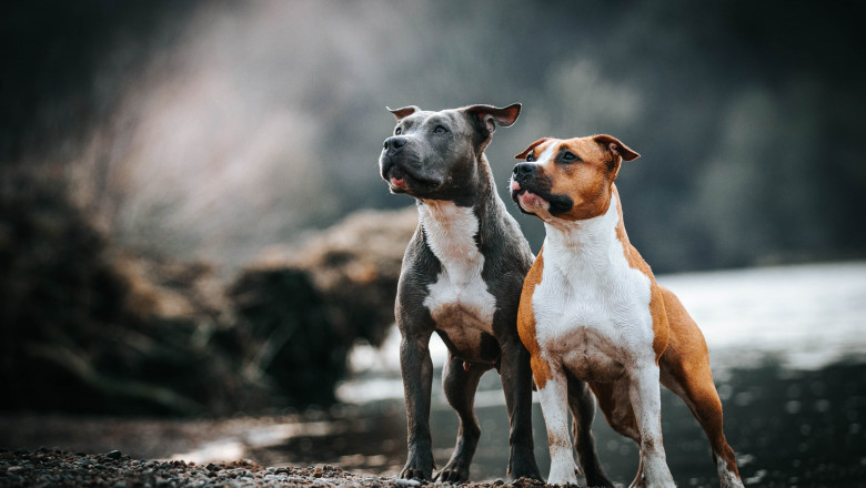 Doi câini din rasa Amstaff, capturați de ASPA din Sectorul 1/ Shutterstock