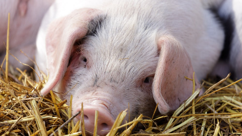 Gloucester,Old,Spot,Piglet,Head,Resting,In,Barn.,Hidden,Villa,