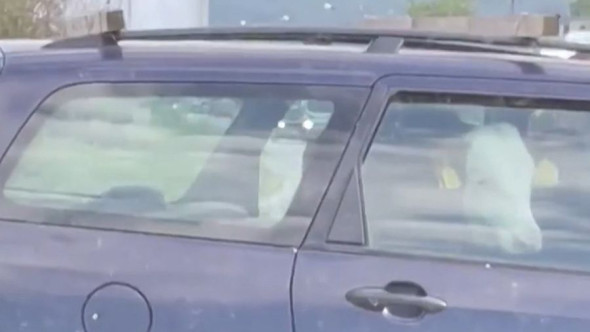 Participanții la trafic au surprins imagini inedite cu o vacă care stă pe bancheta din spate a unei mașini. Cum a ajuns animalul acolo?