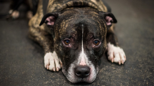 American,Staffordshire,Terrier,Or,The,Amstaff,Dog,Puppy,Is,Sleeping,