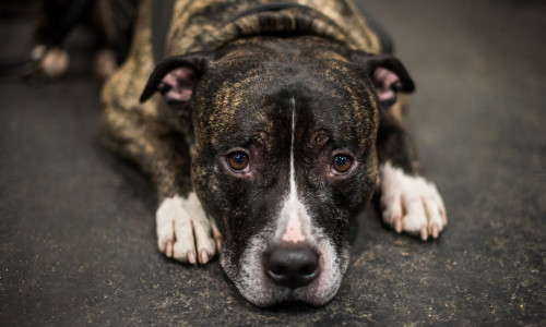 American,Staffordshire,Terrier,Or,The,Amstaff,Dog,Puppy,Is,Sleeping,