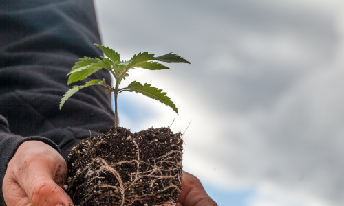planta de cannabis