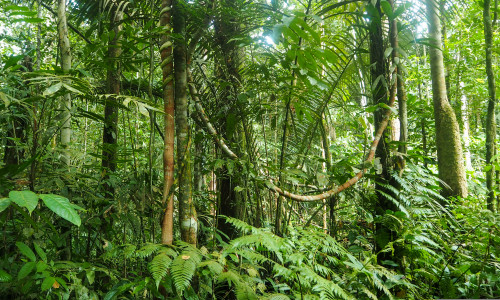 Different,Trees,And,Plants,At,The,Amazon,Rainforest,In,Colombia