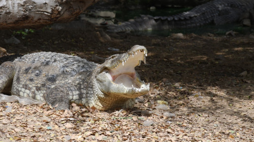 crocodil