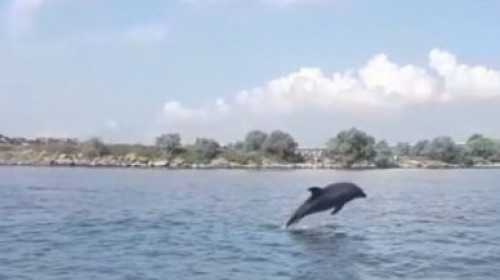 Delfini acrobați filmați în mare, aproape de mal, lângă podul nou de la Agigea/ Captură Facebook