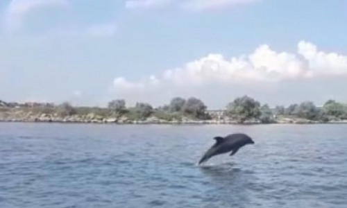 Delfini acrobați filmați în mare, aproape de mal, lângă podul nou de la Agigea/ Captură Facebook