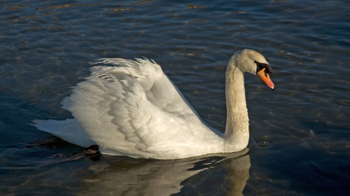 Swan