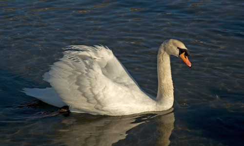 Swan