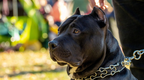 Amstaff/ Shutterstock