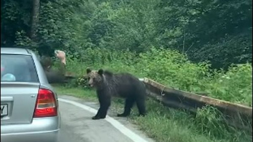 Momentul când un urs este lovit cu o sticlă pe Transfăgărășan/ Facebook