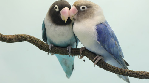 Păsările pot „divorța” de partener/ Shutterstock