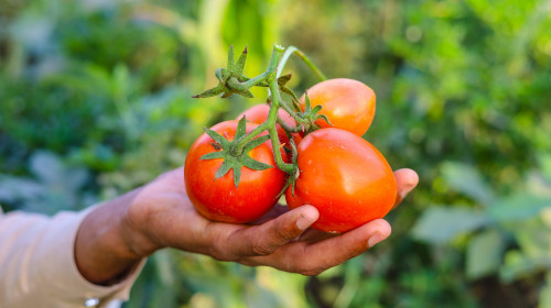 Close,Up,Of,Bunch,Of,Red,Tomatoes,On,Hand.,Tomatoe