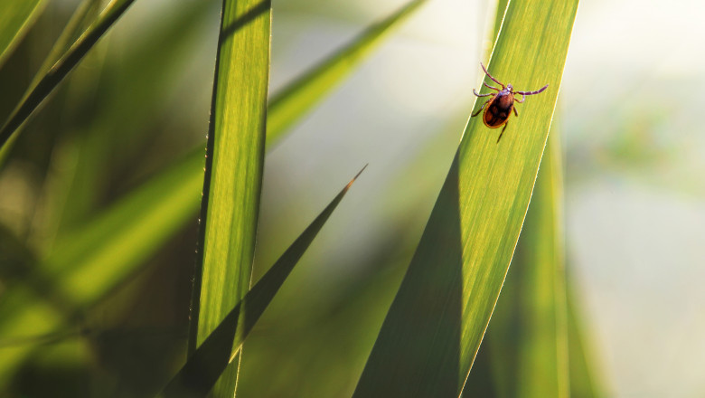 Ixodic,Tick,Attack,Close,Up.,Macro,Photo.,Focus,On,A