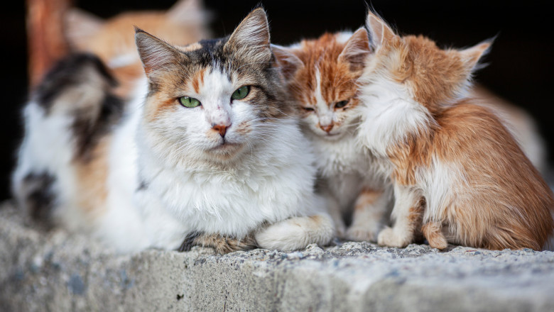Stray,Cats,On,The,Streets,Of,Cyprus