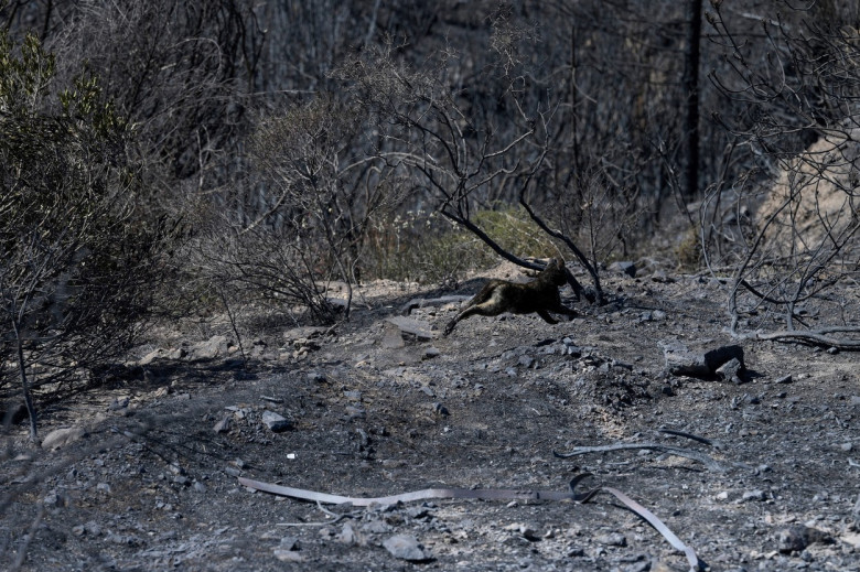 Incendii de vegetație în Spania