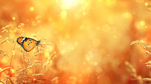 Beautiful,Orange,Butterfly,On,Golden,Meadow,Grass,,Natural,Abstract,Background.