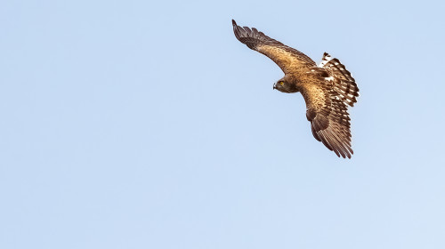 Șoim/ Shutterstock