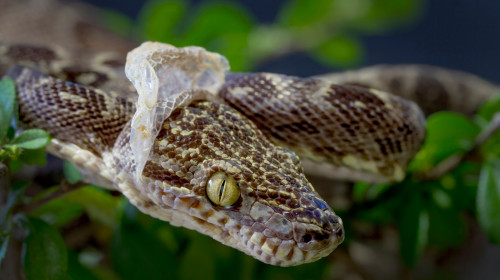 Amazon,Tree,Boa,Snake,Shedding,It's,Skin