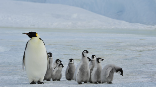 Emperor,Penguin,Colony,At,Snow,Hill,In,Antarctica.