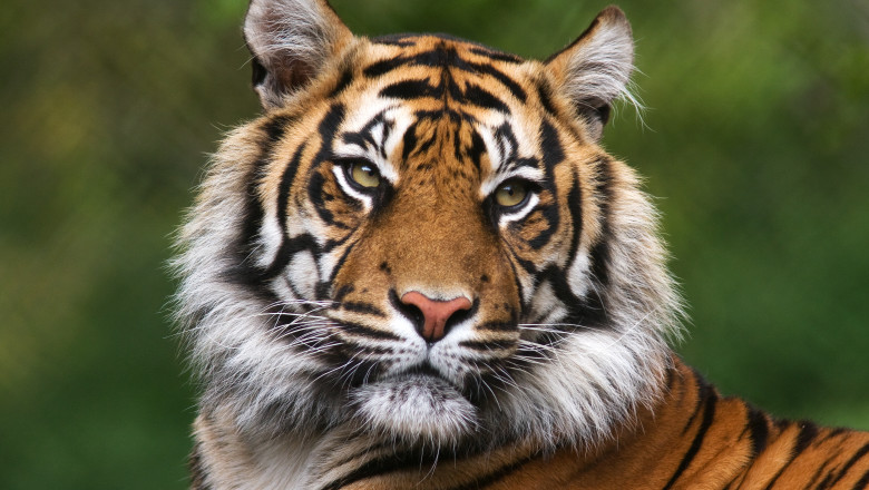 Tiger,,Portrait,Of,A,Bengal,Tiger.