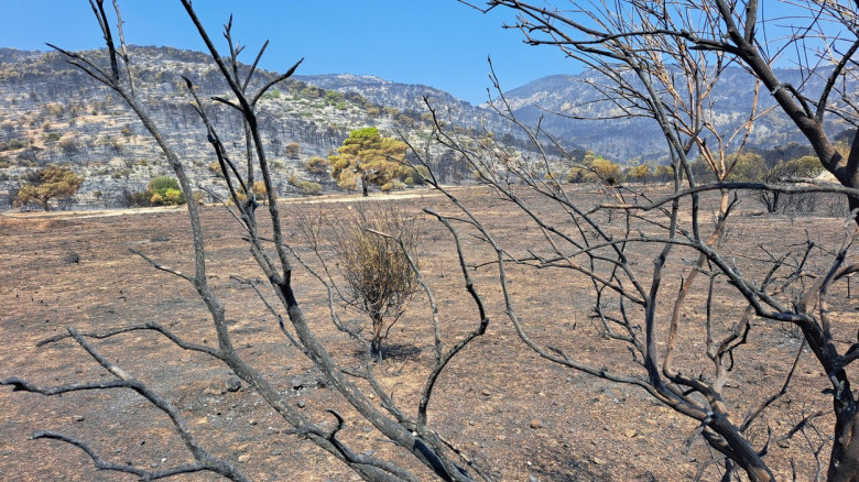 Wildfires continue to ravage Greece on sixth day