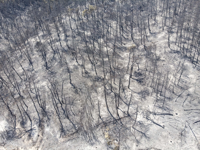 Aftermath Of The Wildifires In Greece, Dadia National Park - 30 Jul 2022