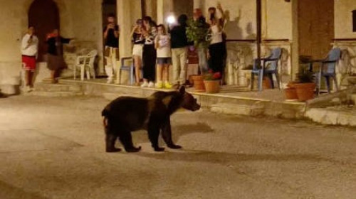 Ursoaică Italia/ Foto: Agerpres