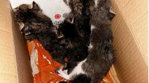 Amenda uriașă primită de un bărbat din Botoșani după ce a abandonat patru pui de pisică/ Foto: News.ro