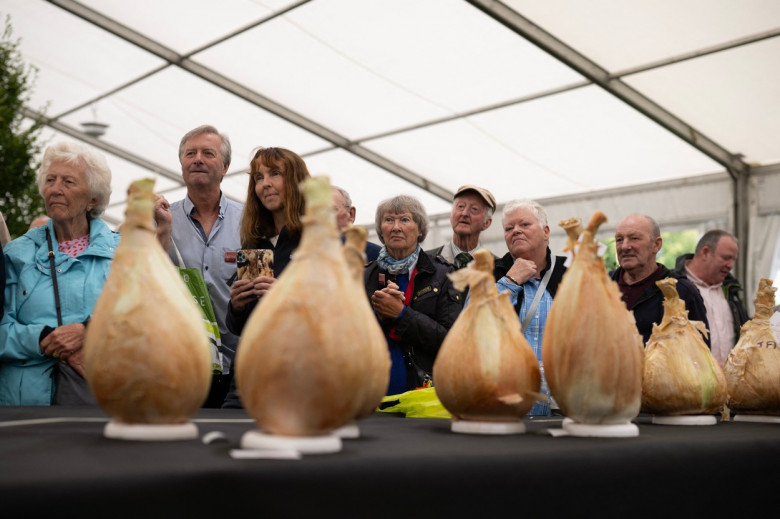 O ceapă uriaşă, de 9 kg, prezentată la o expoziţie din Anglia / Profimedia Images