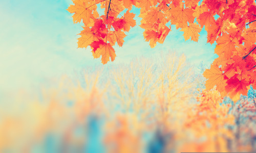 Autumn,Yellow,Leaf,Closeup.,Bright,Orange,Tree,Change.,Blur,Bokeh