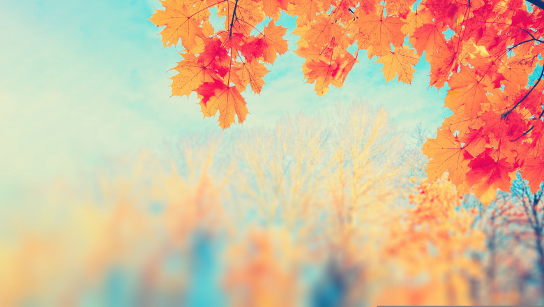 Autumn,Yellow,Leaf,Closeup.,Bright,Orange,Tree,Change.,Blur,Bokeh