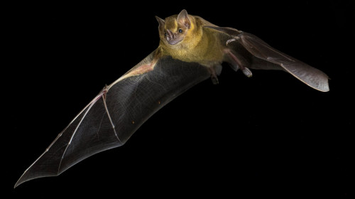 Bats 'may hold vital clues to beating cancer'