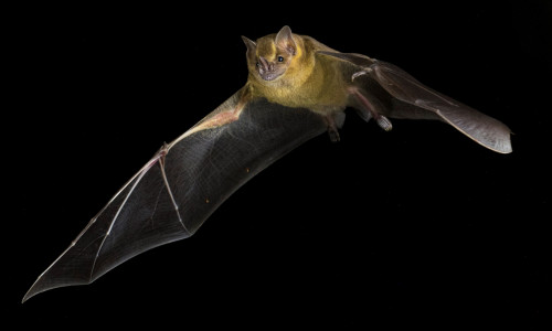 Bats 'may hold vital clues to beating cancer'