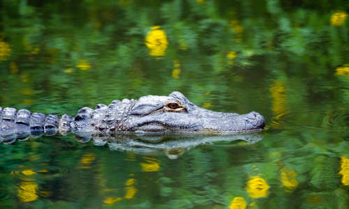 American,Alligator,Swimming,In,Everglades,With,Colorful,Reflection,In,Water