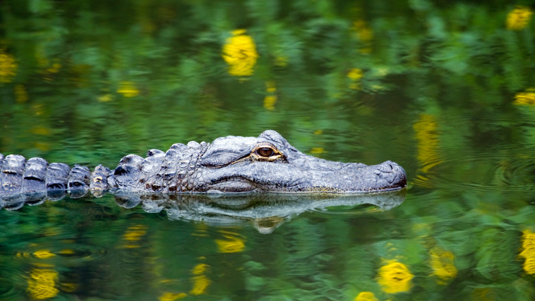 American,Alligator,Swimming,In,Everglades,With,Colorful,Reflection,In,Water