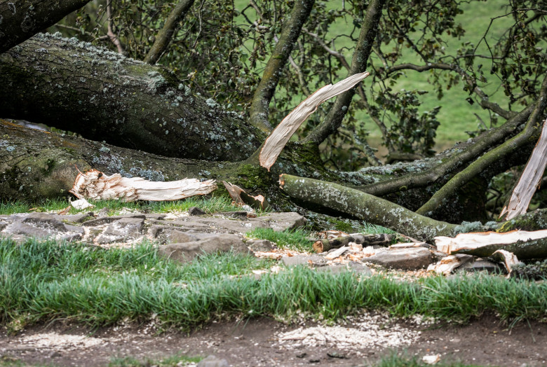 Sycamore Gap / Profimedia