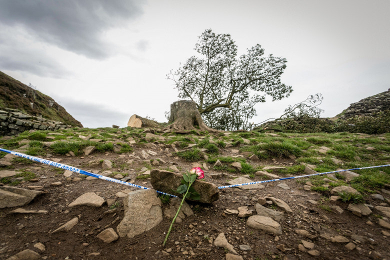 Sycamore Gap / Profimedia